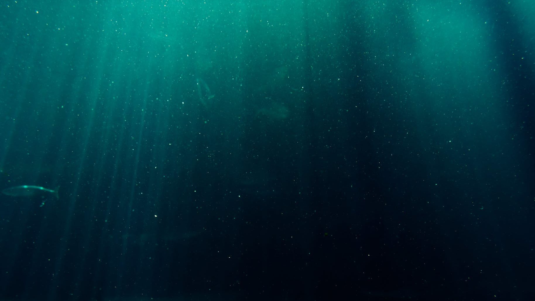 underwater photography of deep sea